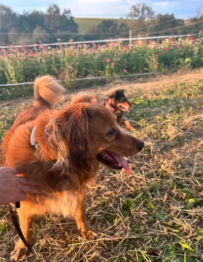 Pes si užíva pohyb v prírode, čo je základom tréningu u lilafordogs.sk