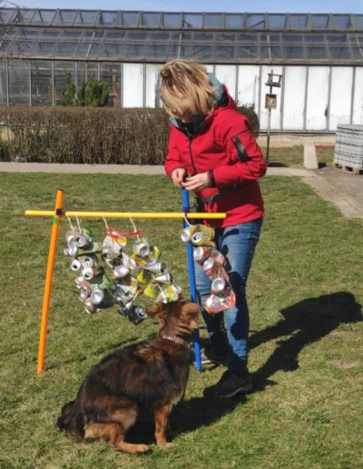 Fenka prekonáva rušivé podnety a buduje odvahu počas tréningu so psou trénerkou Lila Gálikovou