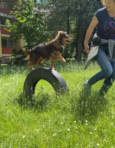 Kríženec psa trénuje preskok cez pneumatiku so svojou trénerkou Lila Gálikovou z Lilafordogs.sk.
