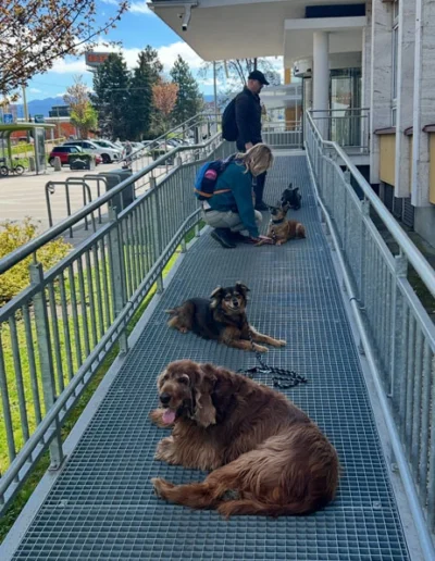 Psy trénujú poslušnosť na moste pod vedením trenérky Lilafordogs.sk v Žiline