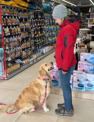 Zlatý retriever sa učí sústrediť v rušnom prostredí pri tréningu Lilafordogs.sk