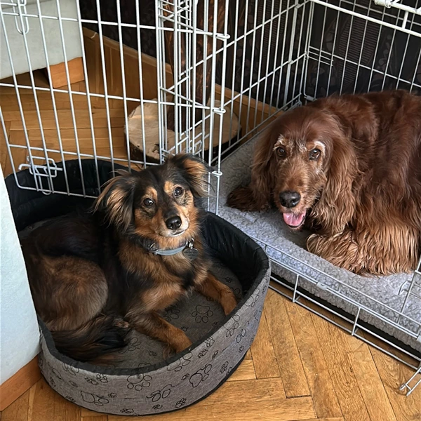Venčenie psov Lila for Dogs