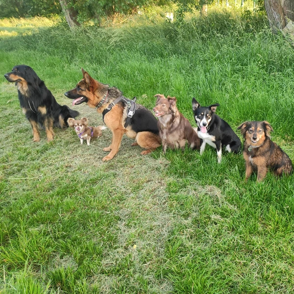 Skupina psov sedí na tráve pri skupinovom kurze poslušnosti lilafordogs.sk