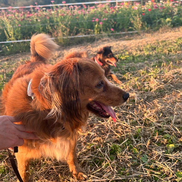 Dva psy na lúke pri západe slnka počas venčenia s lilafordogs.sk